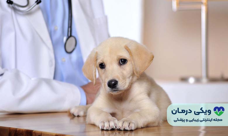 کلینیک دامپزشکی