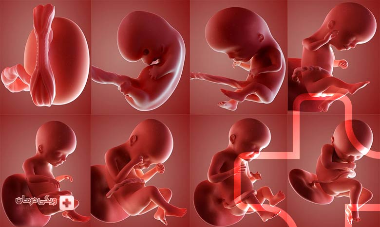 نقش تغذیه در هفته سی و یکم بارداری