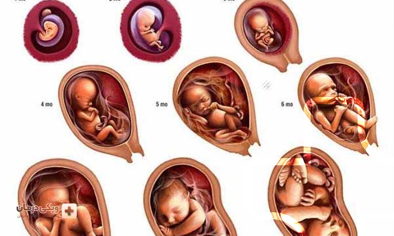 سه ماهه دوم و وزن طبیعی جنین در هر ماه