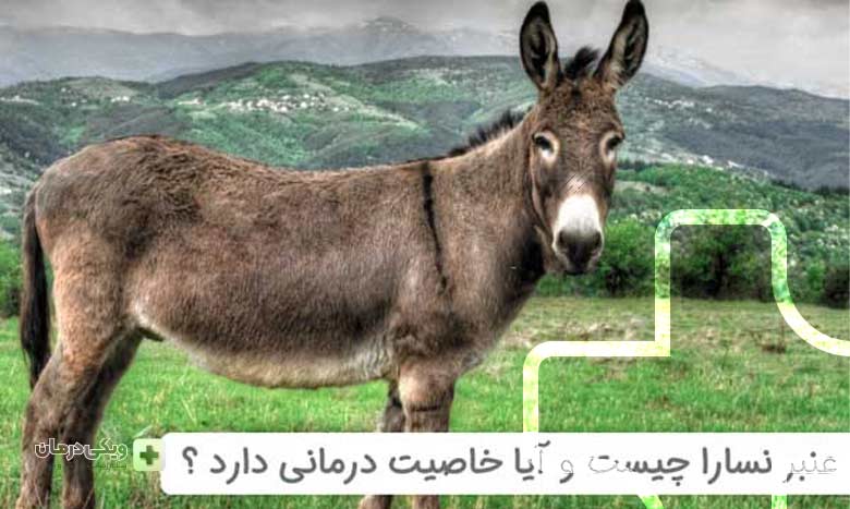 عنبر نسا و مضرات آن