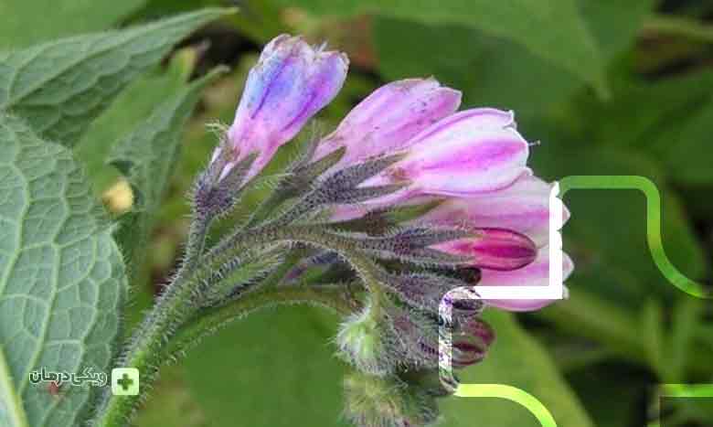 میخک جای گزین طبیعی مسکن استامینوفن