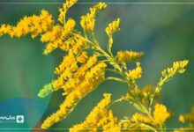 شرایط پزشکی علف طلایی