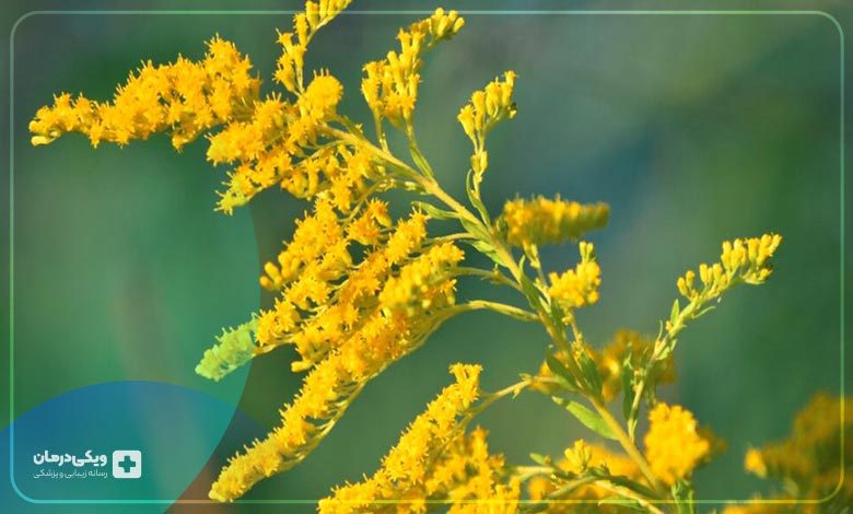 شرایط پزشکی علف طلایی