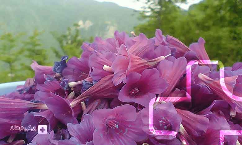 گیاه گل گاو زبان